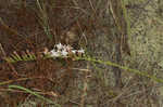 Fewflower blazing star